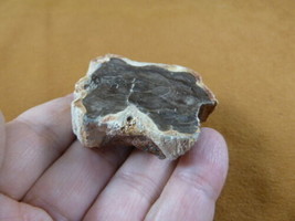 R805-13) genuine fossil Petrified Wood slice specimen Madagascar organic... - $14.95