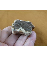 R805-13) genuine fossil Petrified Wood slice specimen Madagascar organic... - $14.95