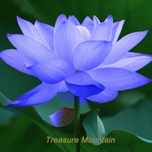 1 Professional Pack, 1 seed / pack, Blue Nelumbo Nucifera China Beautiful Lotus  - £2.44 GBP