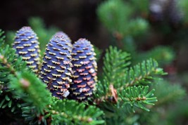 Korean Fir Tree Seeds-30 Seeds-Abies Koreana Has Stunning Blue Cones Gardening B - £14.44 GBP