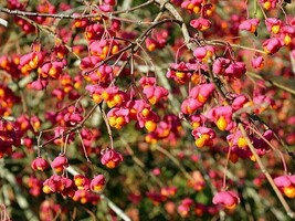 SD Euonymus Europaeus European Spindle 100 Seeds Fast Grow - $397.38 MXN