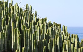 Cactus Design Vinyl Checkbook Cover - $8.75