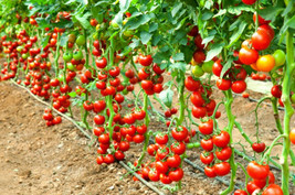 30 Seeds Early Cascade Tomato Heirloom Seeds Instant Bloom Beauty - £6.58 GBP