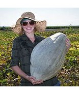 PM Blue Hubbard Squash Seeds (20+ Seeds) | Non GMO | Vegetable Fruit Her... - $88.92 MXN