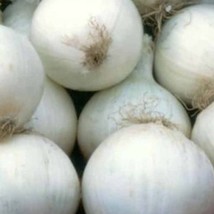 Fresh Seeds USA Seller White Sweet Spanish Onion 25 Seeds - $5.18