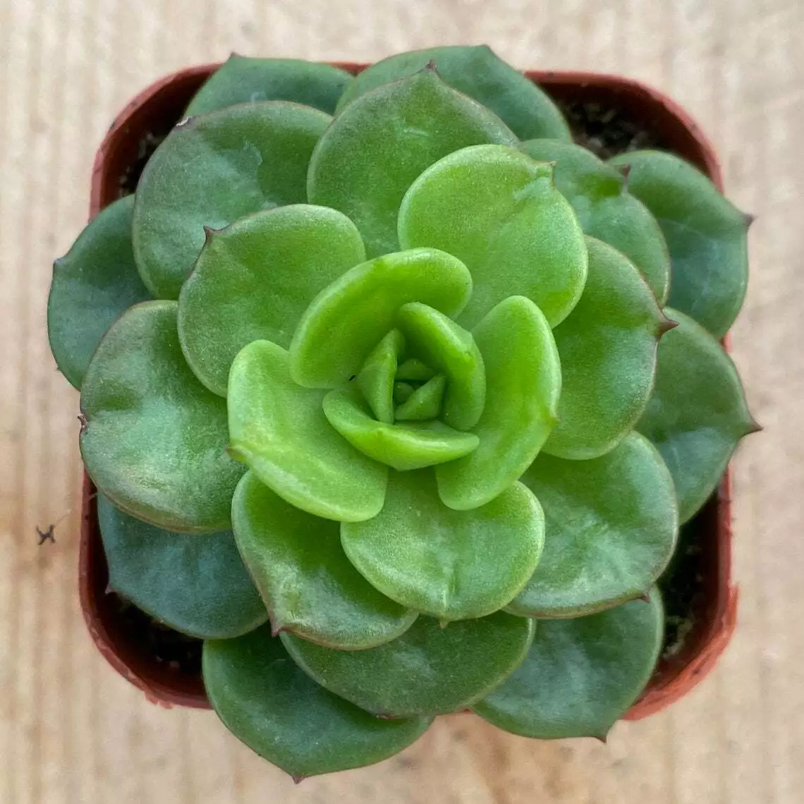 Rare X Sedeveria &#39;Rolly&#39; Succulent Plants Rooted in 2&quot; Plant Pot For Wal... - $24.00