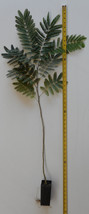 E.H Wilson Silk Trees 18-30 inches tall (Albizia julibrissin) Cold Hardy Mimosa - £22.88 GBP+