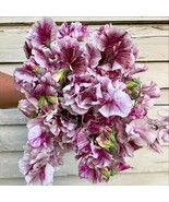 50+ ELEGANT Streamer Chocolate Sweet Pea Seeds for Garden - €3,45 EUR