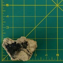 Petrified Wood South Dakota 13 oz 1.75" x  2.25" x 3” Wooden Rock Stone Fossil image 5