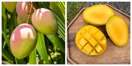 Big Glenn Mango (mangifera Indica) Tropical Live Fruit Tree - $111.99