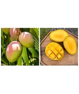 Big Glenn Mango (mangifera Indica) Tropical Live Fruit Tree - $153.16 CAD
