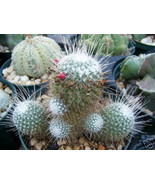BRN Mammillaria Geminispina V Nobilis Exotic Flower Cacti Cactus Seed 50... - $475.16 MXN