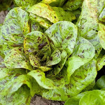 Vpf 1000+ Freckles Romaine Lettuce Seeds - Heirloom - Organic - Non Gmo ---- Fre - £3.62 GBP