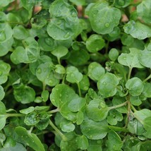 New Fresh USA Seller 200Herb Watercress Seeds - £9.99 GBP