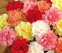 Carnation seeds -50 seeds- code 039 - $4.99