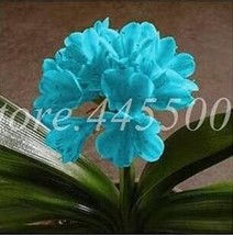 Clivia Miniata Seeds Sky Blue Flowers New Fresh Seeds USA - $12.72