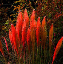 Pampas Grass Bonsai Colorfull Home Garden Plants are Very Beautiful Flow... - $4.68