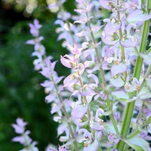 50 White Swan Clary Sage Salvia Viridis Horminum Herb Flower Seeds Fast Ship Fre - £11.82 GBP