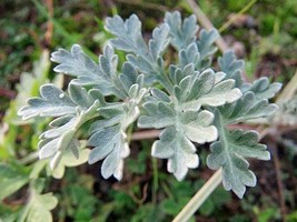 Artemisia Absinthium Grand Wormwood Mugwort 20 Seeds USA Garden - $5.58