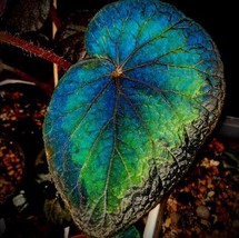 Begonia pavonina 10 seeds, Peacock begonia - $5.00