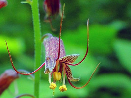 100 Piggyback Plant Youth On Age Tolmiea Thousand Mothers Menziesii Flower Seeds - $15.20