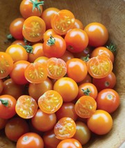 50 Sungold Select Ll Tomato Seeds Heirloom Super Prolific Non Gmo Fresh Garden B - £7.74 GBP
