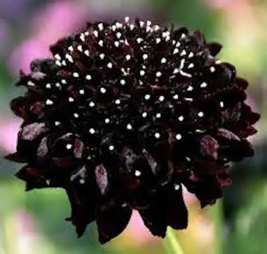 50 Seeds Scabiosa Black Knight Pincushion / Fragrant Perennial Self Sow Flower - £7.63 GBP