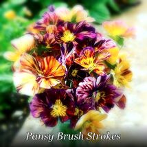 Pansy Brush Strokes -15 Seeds - Edible - Viola Cornuta Garden Favorite - $157.34 MXN