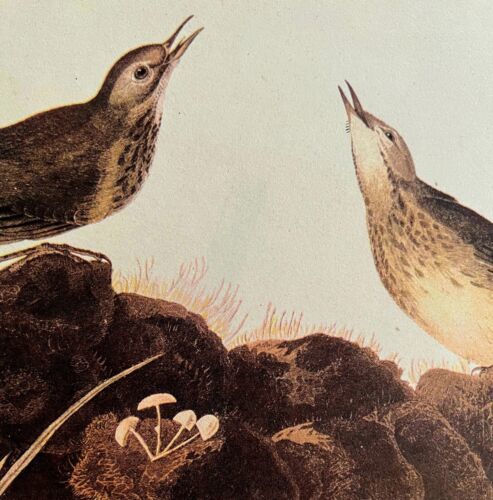 American Pipit Bird 1946 Color Print John James Audubon Nature Mushrooms... - $29.99
