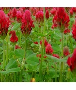 6400 Seeds Crimson Clover Cover Crop NON-GMO Heirloom Fresh Garden - £62.87 GBP