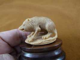 tb-bin-2 Binturong Bearcat Nutria Muskrat Tagua NUT palm figurine wood b... - $51.41