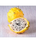 Yellow Dragon Fruit 5 to 8 inch Live Starter Plant - $22.99