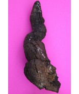 Giant Lizard Poop 5 Million Years Old Coprolite Genuine Fossil Dino Girl... - $47.98 CAD