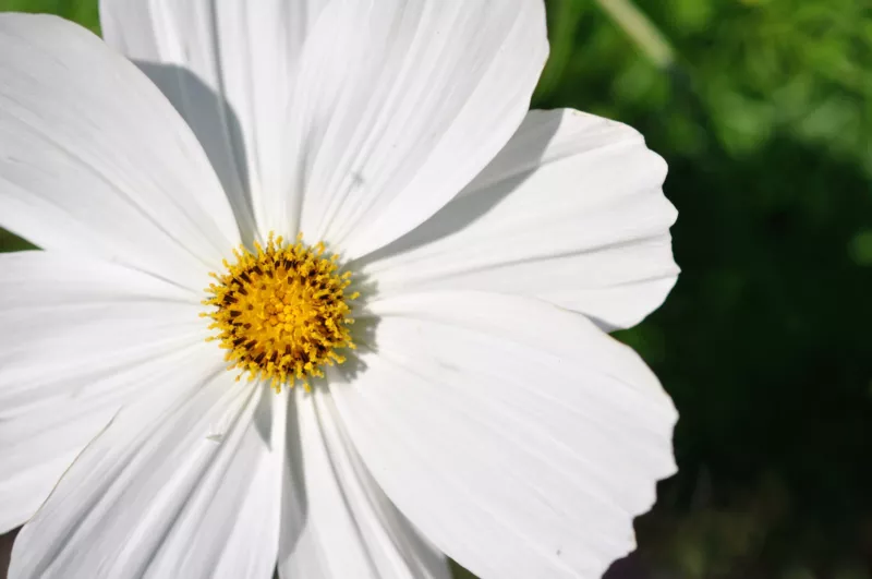 cosmos WHITE PSYCHO annual flower 210 seeds  - $5.30