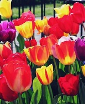 5 or 10 Tulip Darwin Hybrid Mix | Flowers yellow, pink and red  FREE SHIPPING - $9.89+