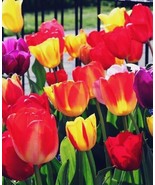 5 or 10 Tulip Darwin Hybrid Mix | Flowers yellow, pink and red  FREE SHI... - $13.56 CAD+