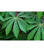 Daun Singkong Ketela Pohon/Cassava Manihot utilissima Pohl. Powder Leaf,... - $319.61 MXN