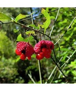 GIB Euonymus americanus | American Strawberry Bush | Bursting Heart | 10... - £14.94 GBP
