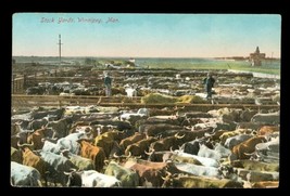 Vintage Paper Private Postcard Stock Yard Winnipeg Manitoba Cattle Pens - $14.84