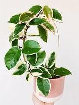 Hoya Carnosa krimson  in 4 inch  - $28.00