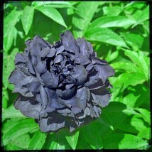 10 Black Tree Peony Seeds Paeonia Suffruticosa USA SELLER Fast Shipping - $13.80