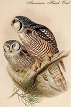 American Hawk Owl by John Gould - Art Print - £17.20 GBP+