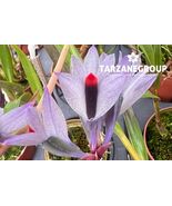 DENDROBIUM MARTINE MINET F. BLUE SMALL ORCHID POTTED - $114.81