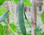 Fresh Harvest Tendergreen Burpless Cucumber Seeds Nongmo Heirloom Variet... - $8.99