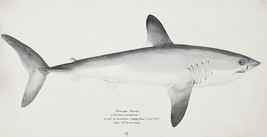 14547.Decor Poster.Room interior art design.Marine life vintage drawing.Shark - £12.81 GBP+