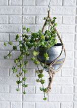 Pack of 6 Large Realistic Lifelike Artificial Succulent Bush Stem Plant ... - €110,96 EUR