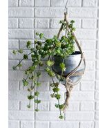 Pack of 6 Large Realistic Lifelike Artificial Succulent Bush Stem Plant ... - €110,96 EUR