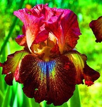 USA Seller 20 Seeds Heirloom Iris Seeds Fragrant Flower Plant$$  - $9.48