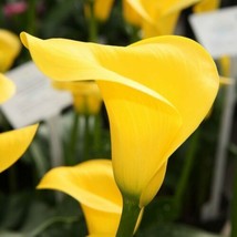 Yellow Calla Lily Flowers Zantedeschia Aethiopica Plant Bonsai Seed Fs0710 From  - $8.43