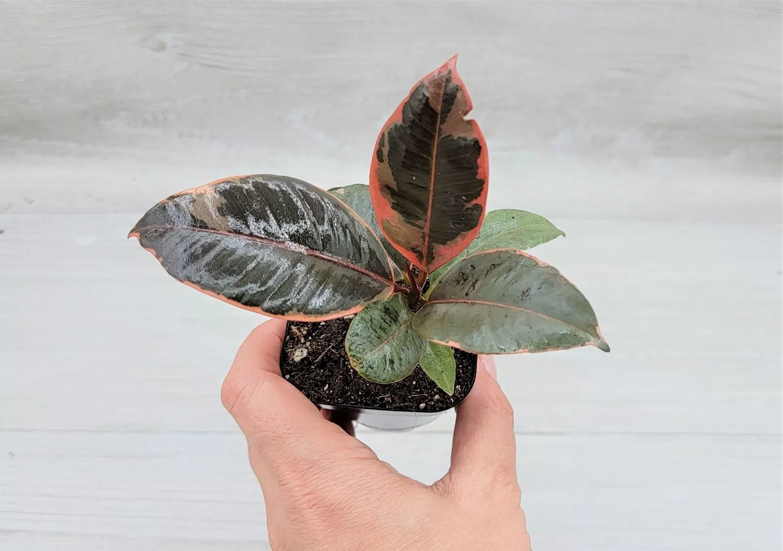 Ficus Elastica Tineke Ruby, Ficus pink Belize live houseplant in 3&quot; Pot USA Sell - $25.98